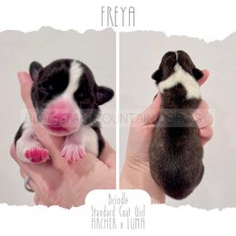 Freya - Brindle and white female American Corgi puppy in Santaquin, Utah from Blacktail Mountain Corgis