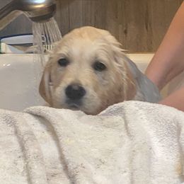 Golden Retriever and Jack Russell Terrier Puppies from Shelby Burleson's Golden Retrievers and Jack Russell Terriers