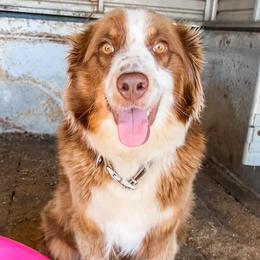 Australian Shepherds from Archusa Farms