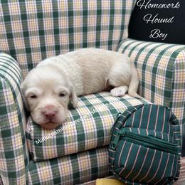 Homework Hound - Cream male Dachshund puppy in Montevallo, Alabama from Mallard's Miniature Dachshunds