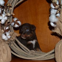 Hank - Red tri-color male Australian Shepherd puppy in Marshall, Texas from Flying S Aussies
