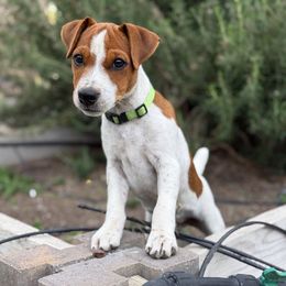 Fair Dinkum Joey - Tri-color Jack Russell Terrier puppy in Santa Clarita, California from Fair Dinkum Jack Russell Terriers