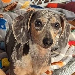 Little Miss Annie - Dachshund