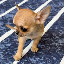 Rosie - Fawn female Chihuahua puppy in Spring Hill, Florida from Stardom Chihuahuas & CKCS