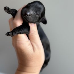 Boy 4 - male Goldendoodle puppy in Marion, Ohio from Doodles & Doxies