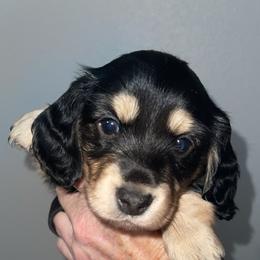 Kalessie - Black and tan female Dachshund puppy in Paris, Texas from Rolling9dachshunds