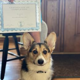 Pembroke Welsh Corgi Puppies from Rocking LJ Breeding