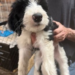 Bella - Black and white Sheepadoodle puppy in Eleva, Wisconsin from Molly’s Doodles