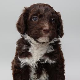 Snicker - Twin 1 - Brown and white female Bernedoodle puppy in Westminster, South Carolina from Goldendoodlepuppiessc