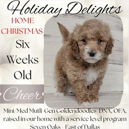 Cheer - Apricot female Goldendoodle puppy in Scurry, Texas from 07 Seven Oaks Goldens and Doodles
