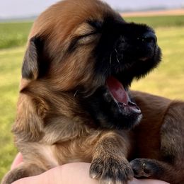 Boy 2 - Soft Coated Wheaten Terrier puppy in Illinois from Sarabeth's Friendly Pups