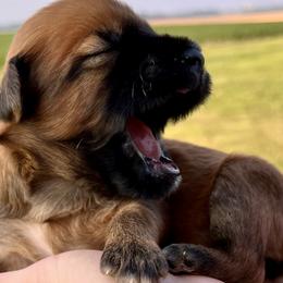 Boy 2 - Soft Coated Wheaten Terrier puppy in Illinois from Sarabeth's Friendly Pups