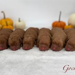 Male - Yellow male Labrador Retriever puppy in Sherrard, Illinois from Gochee Labs