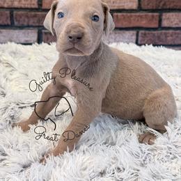 Aurora - Silver female Great Dane puppy in Barberton, Ohio from Guilty Pleasure Great Danes