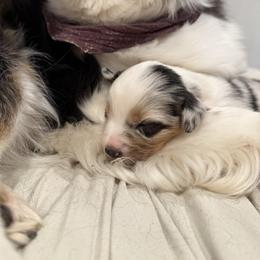 Australian Shepherd puppies from RVA Aussies