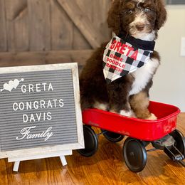 Aussiedoodle Puppies from Gore Doodle Ranch