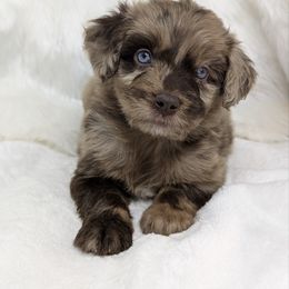 Lincoln (Green collar) - Red merle male Aussiedoodle puppy in Coulee City, Washington from Mr and Mrs Doodle Farm