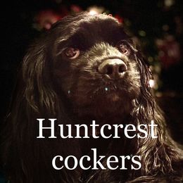 Bougie - Cocker Spaniel