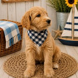Paddington Bear - Apricot male Goldendoodle puppy in Rocky Point, North Carolina from CelticDoods