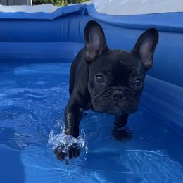 French Bulldog Puppies from Blue Lotus Frenchies