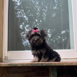 Barbie 1500 - Black and tan female Yorkipoo puppy in Gastonia, North Carolina from Dynasty Kennel