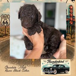 Thunderbird - DallasTX - 4,000 - Chocolate male Goldendoodle puppy in Garland, Texas from Twilight Doodles