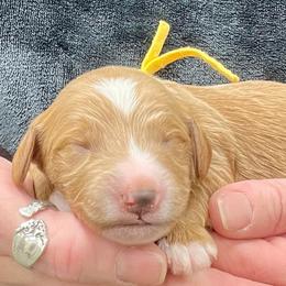 Yellow Male - Apricot male Goldendoodle puppy in Great Falls, Montana from Montana Goldendoodles