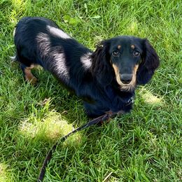Jetta - Dachshund