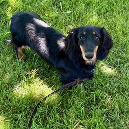 Jetta - Dachshund