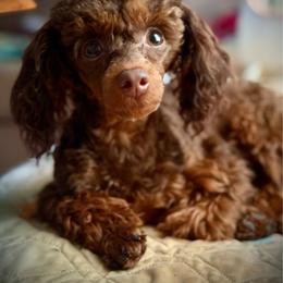 Kiara - Poodle