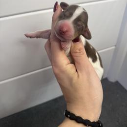 Prancie - Piebald female Dachshund puppy in Oklahoma City, Oklahoma from Barrett’s Doxie Farm