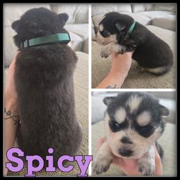 Spicy - Black and white female Siberian Husky puppy in Merrill, Michigan from Haase Family Kennels