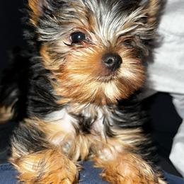 Yorkshire Terrier Puppies from Heaven_sent_toy_yorkies