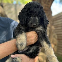 Glenda - Goldendoodle puppy from Simply Doodles Ojai