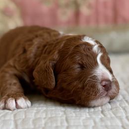 Hanalei - Red female Cavapoo puppy in Beckley, West Virginia from By Design Doodles