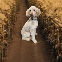 Crisp - Poodle
