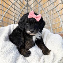 Ginny F1b - Tri-color female Cavapoo puppy in Wamego, Kansas from Doodles of Oz