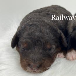 Boy 1-Petite - Merle male Goldendoodle puppy in Milford, Indiana from Railway Acres Kennel