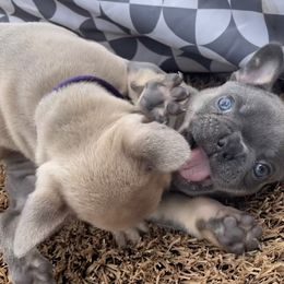 French Bulldog Puppies from Blue Lotus Frenchies
