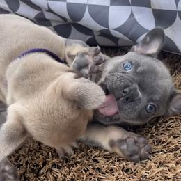 French Bulldog Puppies from Blue Lotus Frenchies