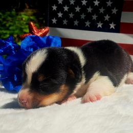 Alexander Hamilton - Black and white male American Corgi puppy in Gouverneur, New York from St. Lawrence Corgis