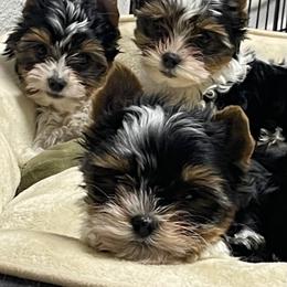 Biewer Terrier and Cavalier King Charles Spaniel Puppies from Kilmaren Cavaliers and Biewer Terriers