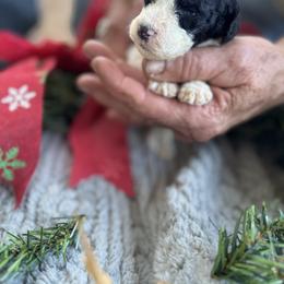 Biscuit - Parti male Goldendoodle puppy in Cross, South Carolina from DoodleDandy & Danes