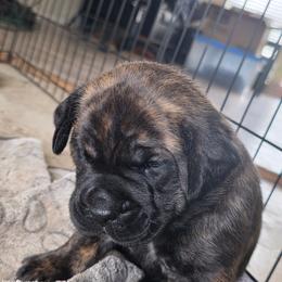 Purple collar - Black brindle female Cane Corso puppy in San Antonio, Texas from Sweet Cane Corsos