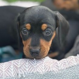 Bandit - Black and tan male Dachshund puppy in Afton, Oklahoma from C5 Doodles