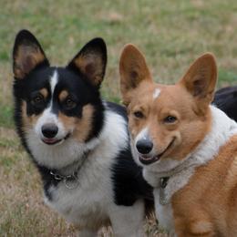 American Corgis and Pembroke Welsh Corgis from Prairie Moon Stockdogs