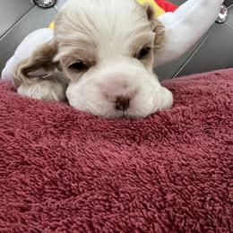 Cocker Spaniel Puppies from Dovecreek Cockers