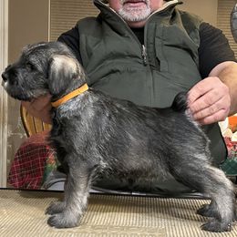 Girl 1 - Standard Schnauzer puppy from Nordic Sky- Standard Schnauzers