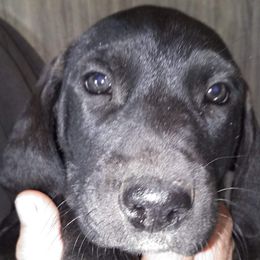 Girl 4 - Catahoula Leopard Dog puppy in Pavillion, Wyoming from TNT Catahoulas