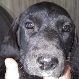 Girl 4 - Catahoula Leopard Dog puppy in Pavillion, Wyoming from TNT Catahoulas